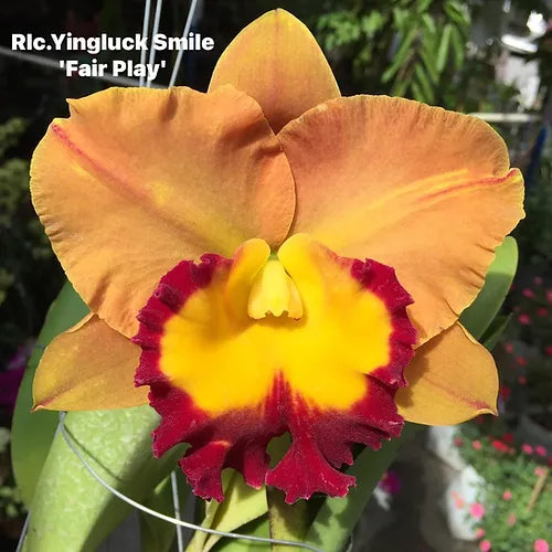Cattleya/ Rlc. Yingluck Smile 'Fair Play' (Mericlone) Main image