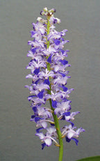 Vanda Noppon Gold x Rhynchostylis coelestis (MC)