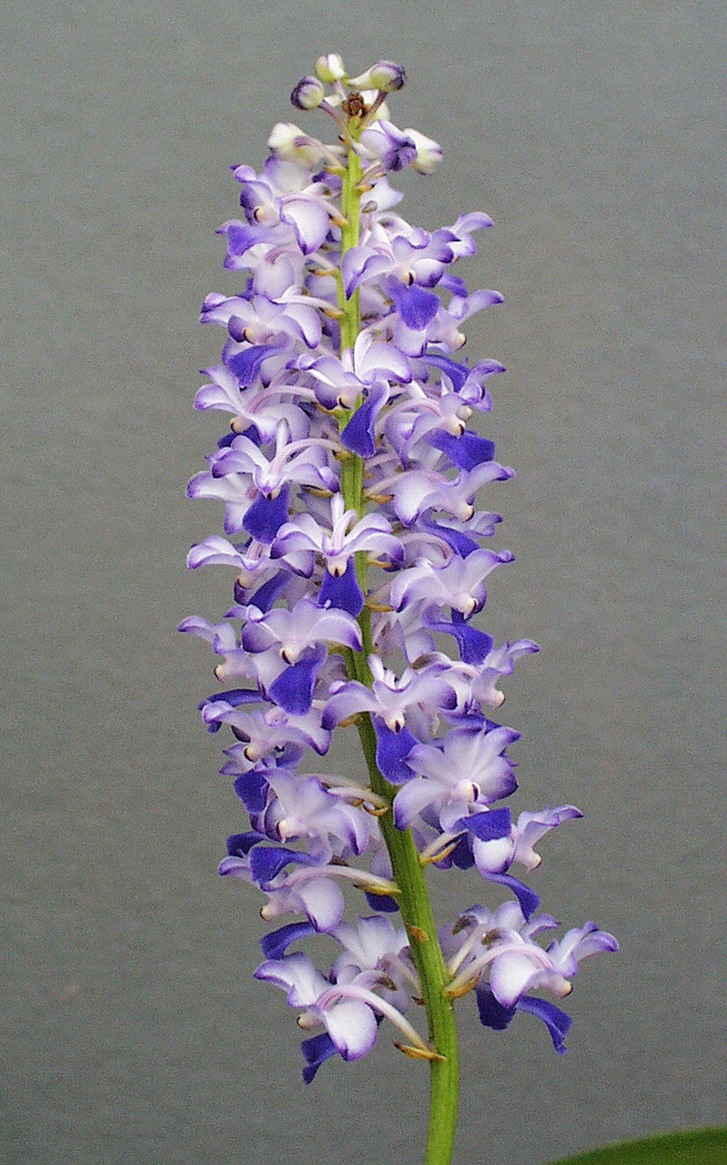 Renanthera philippinensis x Rhyncostylis coelestis