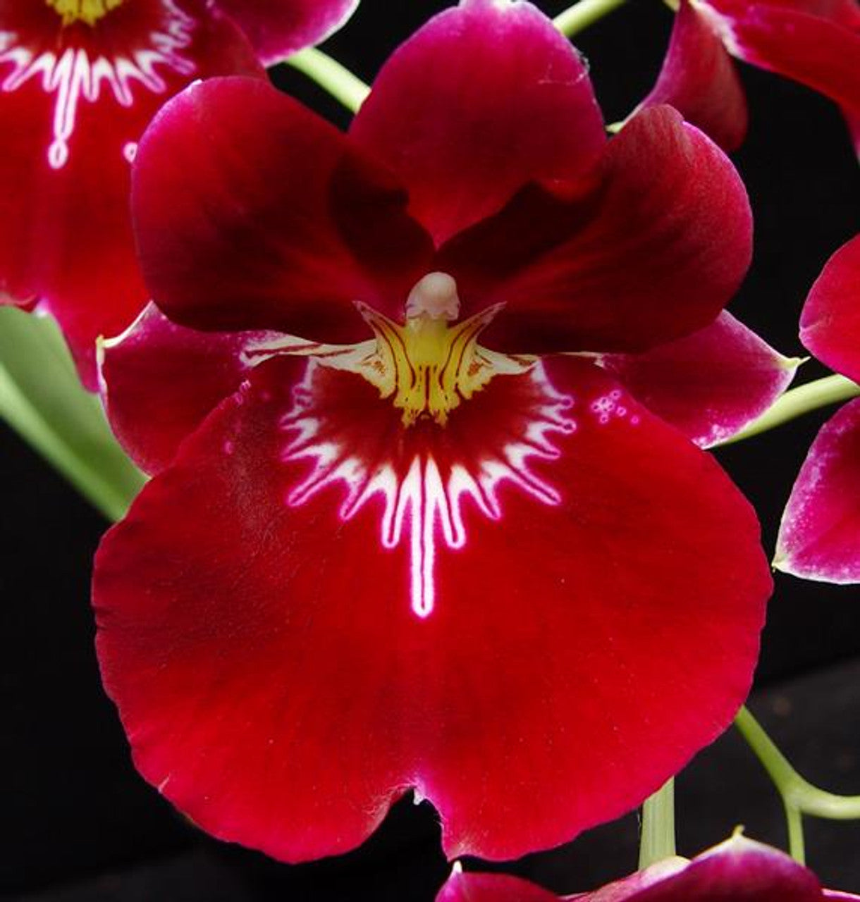 Miltoniopsis Bert Field 'Leash' AM/AOS