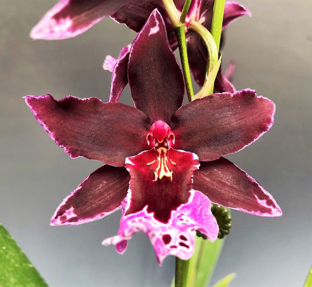 Vuylstekeara 'Dark Lust'