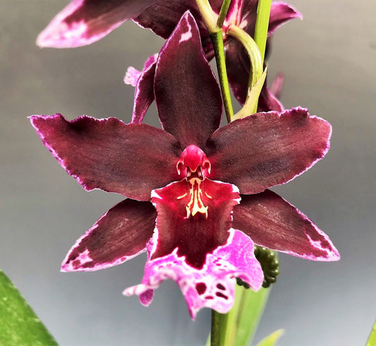 Vuylstekeara 'Dark Lust'