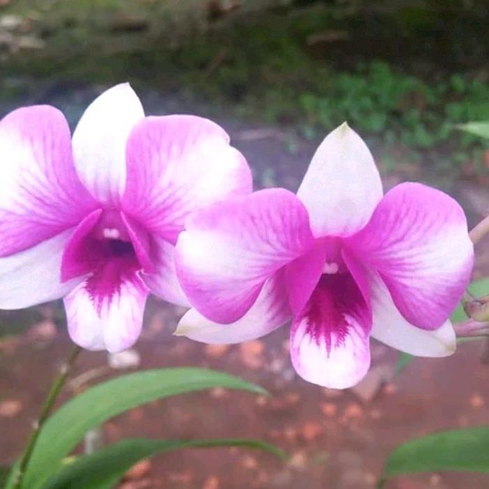 Dendrobium Bangkok Fancy MC