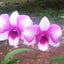 Dendrobium Bangkok Fancy MC