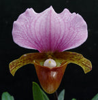 Paphiopedilum Hsinying Love x Paph. Charlesworthi 'Bordeaux'