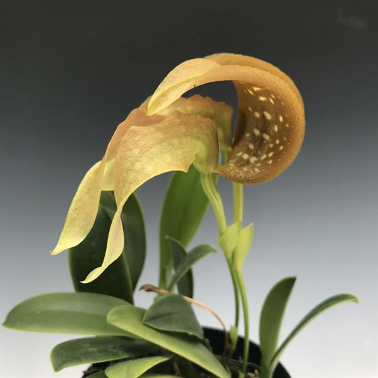 Bulbophyllum grandiflorum Main image