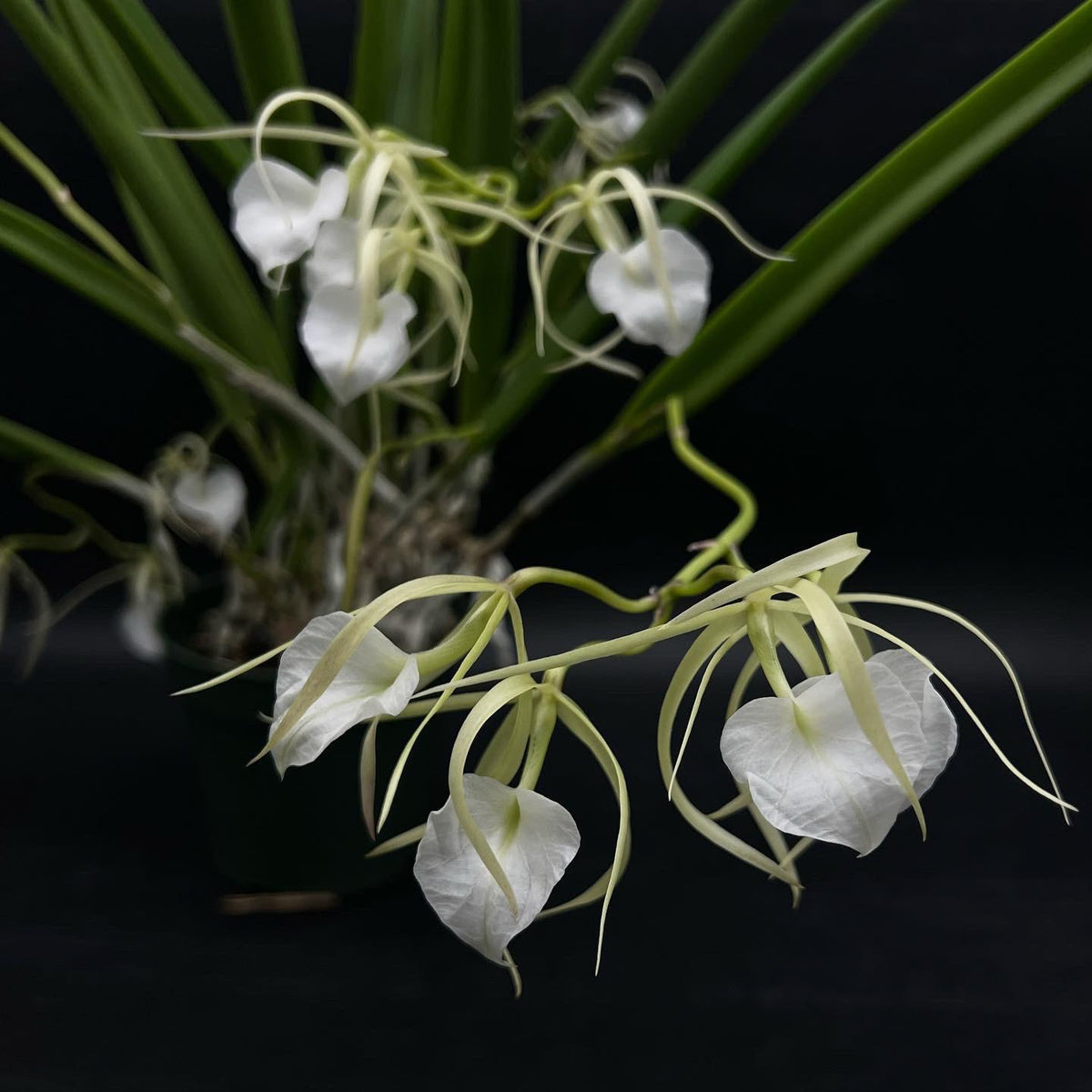 Brassavola Little Stars (nodosa x subulifolia)