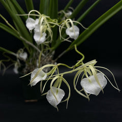 Brassavola Little Stars (nodosa x subulifolia)