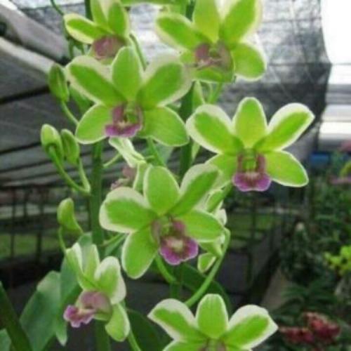 Dendrobium Burana Jade (Variegated Green) (Flowering Size) Main image