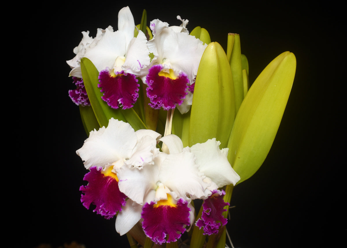 Rlc. Orglade's Grand 'Tian Mu' AM/AOS Main image