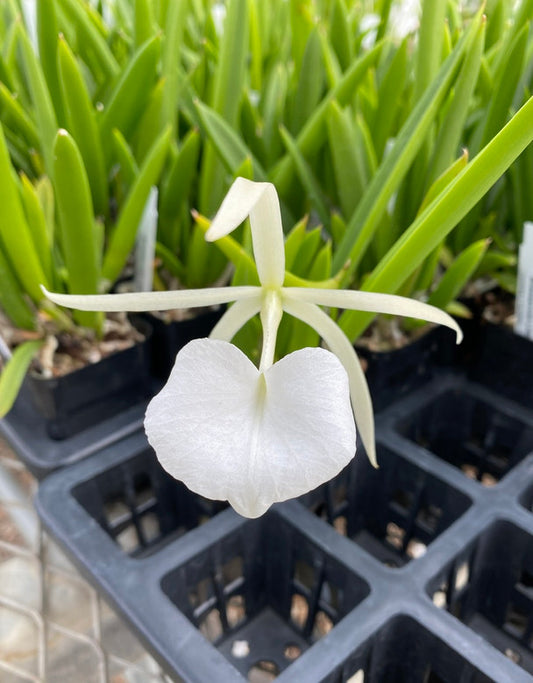 Brassavola Little Stars (nodosa x subulifolia)