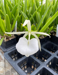 Brassavola Little Stars (nodosa x subulifolia)