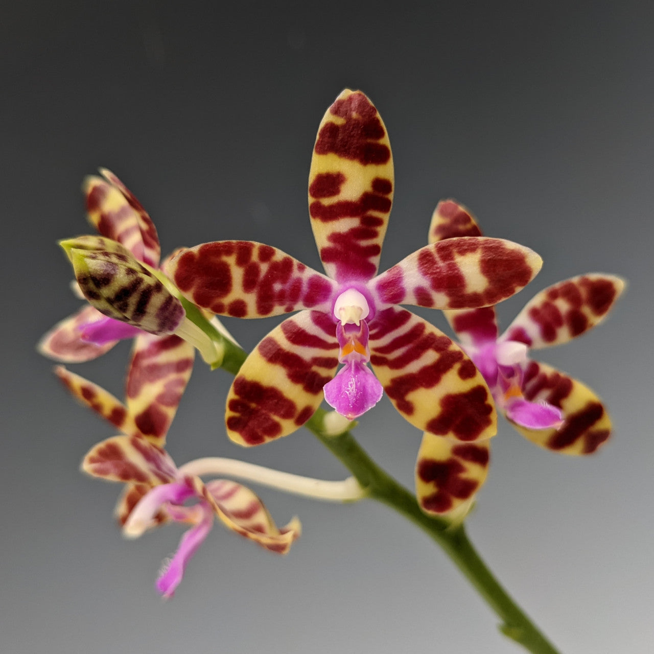 Phalaenopsis bastianii (Species from Philippines) FLOWERING SIZE Main image
