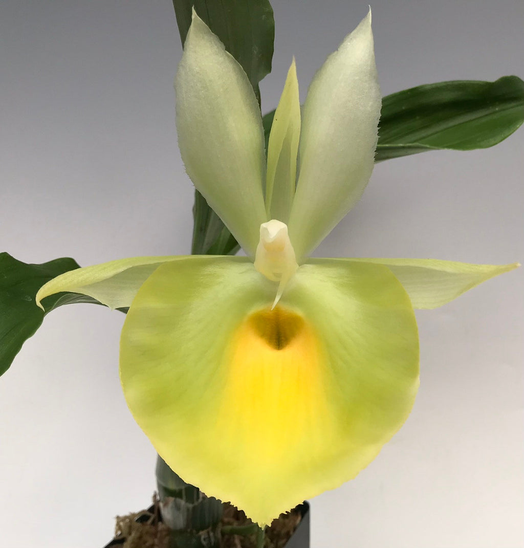 Catasetum pileatum