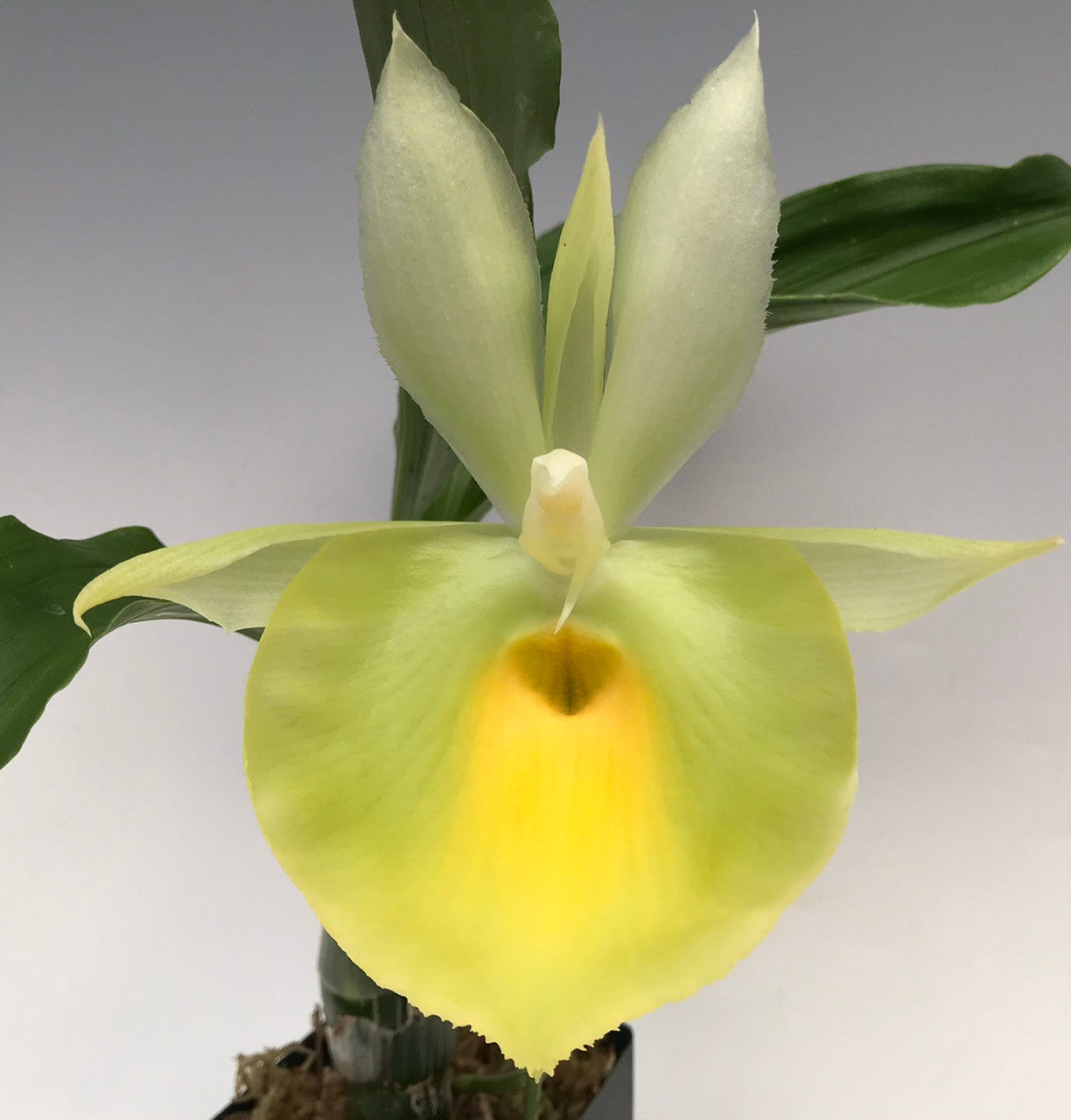 Catasetum pileatum