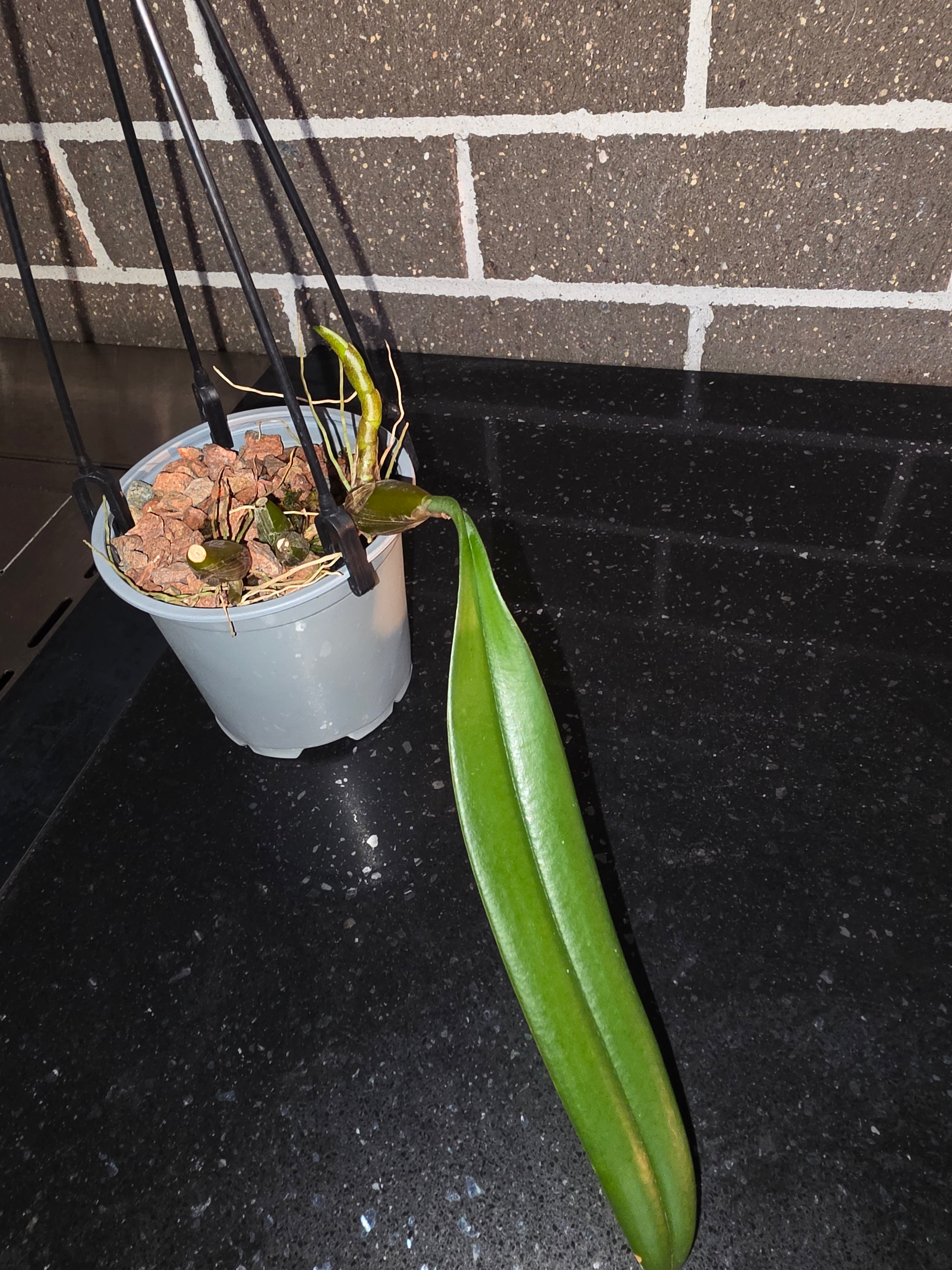 Bulbophyllum Medusae Secondary image