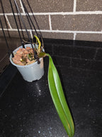 Bulbophyllum Medusae