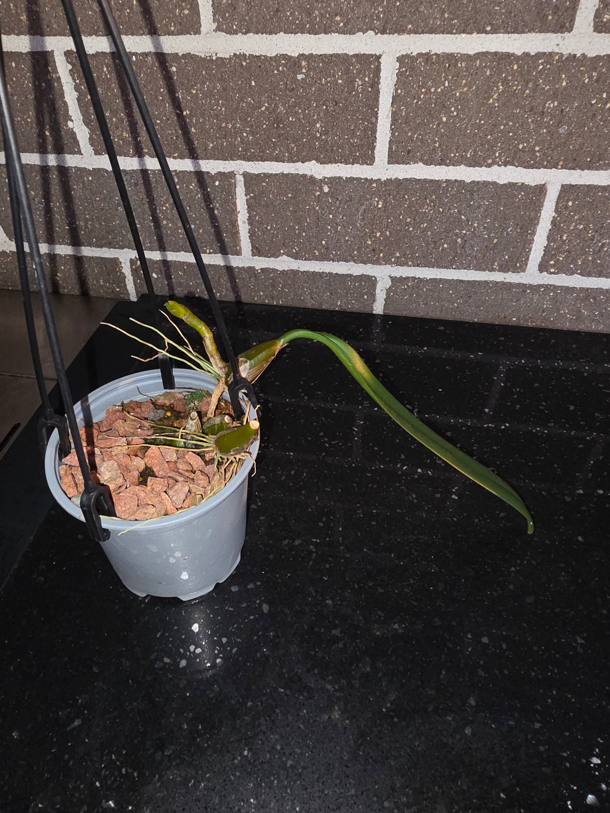 Bulbophyllum Medusae