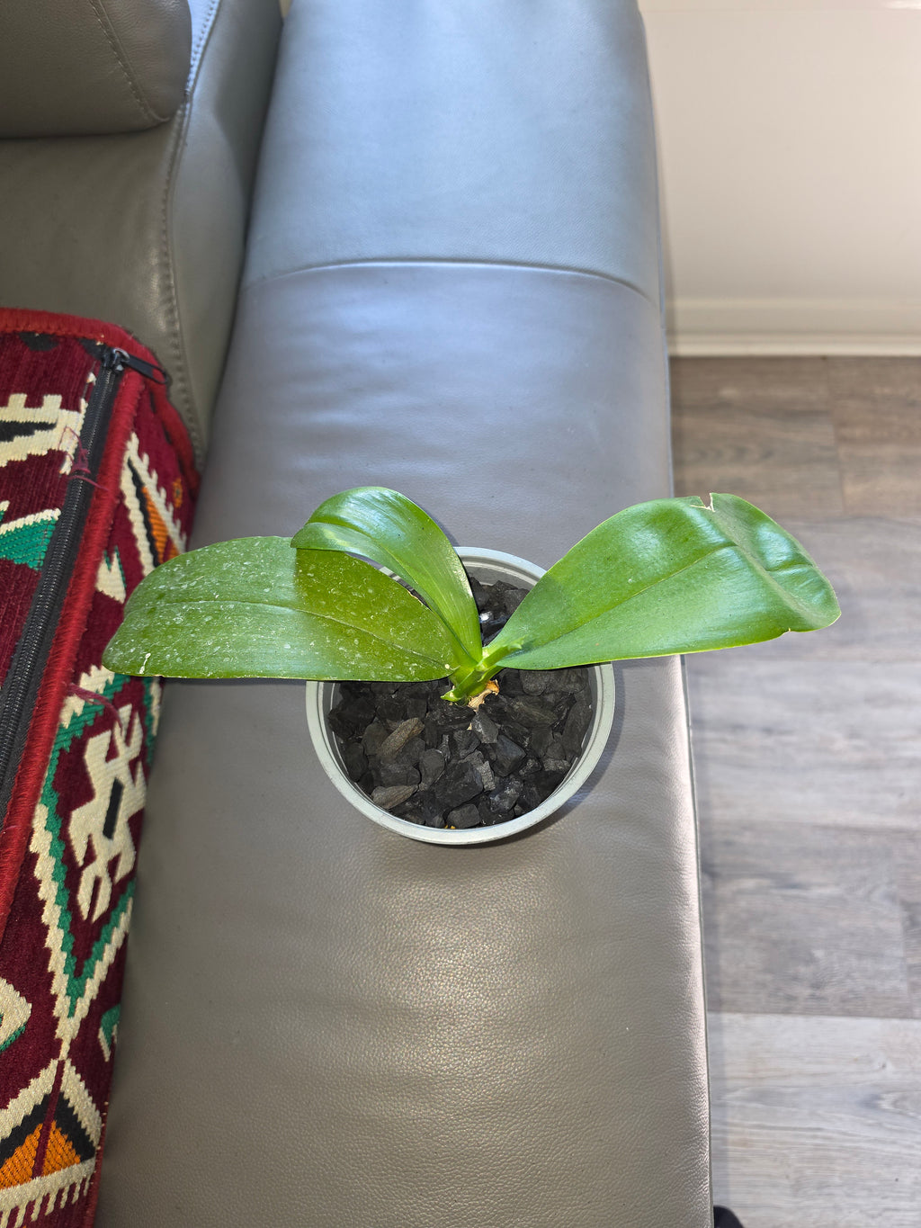 Phalaenopsis Mituo Reflex Bb 'POM'