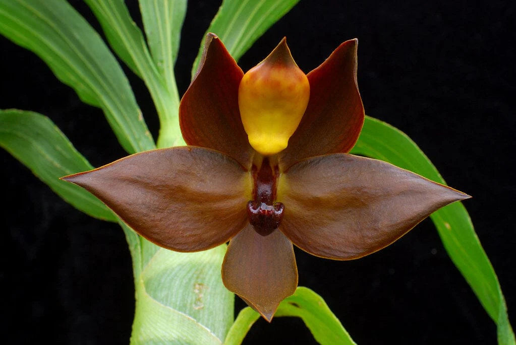 Cycnoches cooperi (Species)