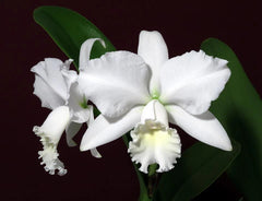 Cattleya Hawaiian Wedding Song 'Virgin' HCC/AOS