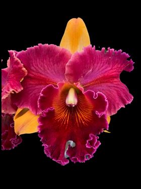 Rlc. Hall of Fame – Fragrant Main image