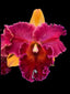 Rlc. Hall of Fame – Fragrant