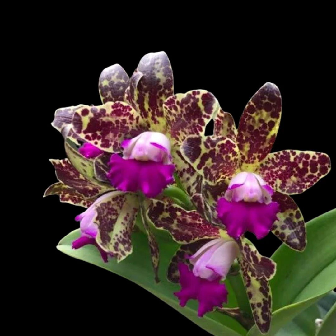 Rhyncholaeliocattleya Yuan Dung Python 'Passion Fruit' Main image