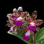 Rhyncholaeliocattleya Yuan Dung Python 'Passion Fruit'