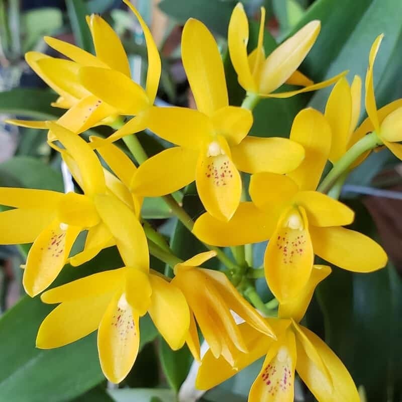 Cattleya aurantiaca var. aurea