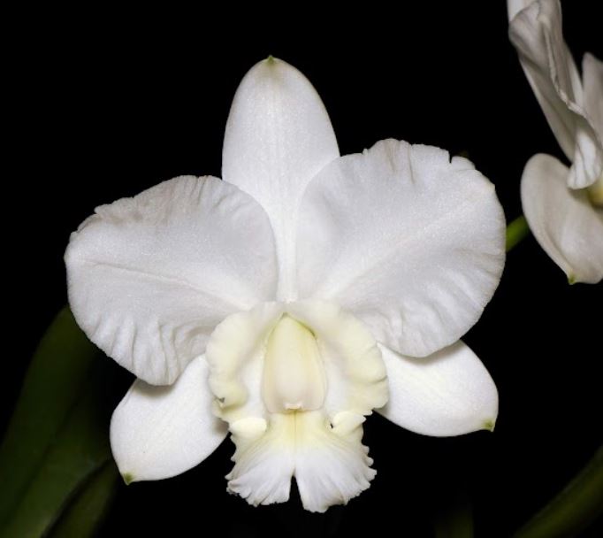 Cattleya. dolosa f. alba (Hybrid Flask - Whiskey Bottle) ex Thailand