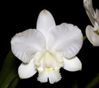Cattleya. dolosa f. alba (Hybrid Flask - Whiskey Bottle) ex Thailand