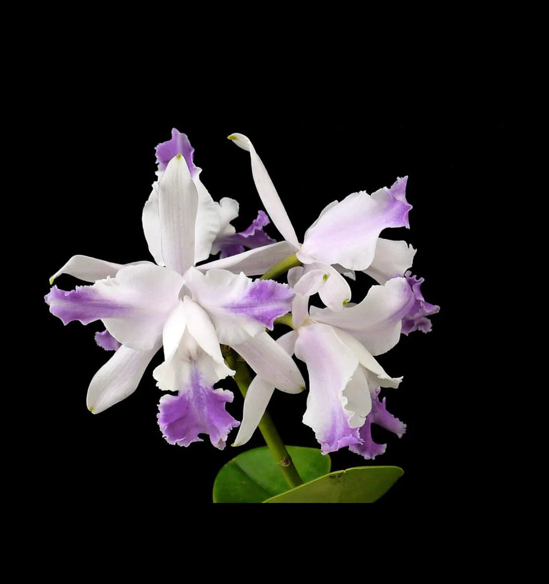 Cattleya intermedia var. orlata aquinii coerulea (Flask - Conical, ex Taiwan) Main image