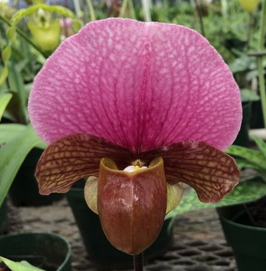 Paphiopedilum Hsinying Larry X HS. Yahoo X Paph. Charlesworthi 'KP' Secondary image