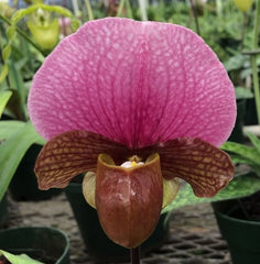 Paphiopedilum Hsinying Larry X HS. Yahoo X Paph. Charlesworthi 'KP'