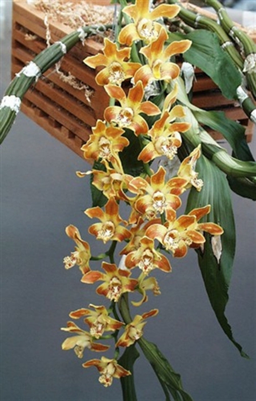 Chysis aurea var. limminghei (FRAGRANT) Main image