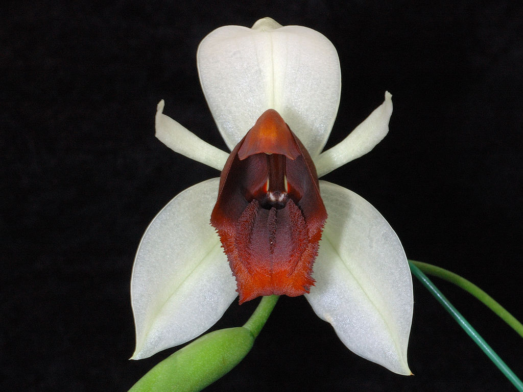 Coelogyne usitana Main image
