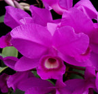 Cattleya dowiana f. rosiata