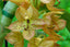 Cycnoches barthiorum (Rare Species)