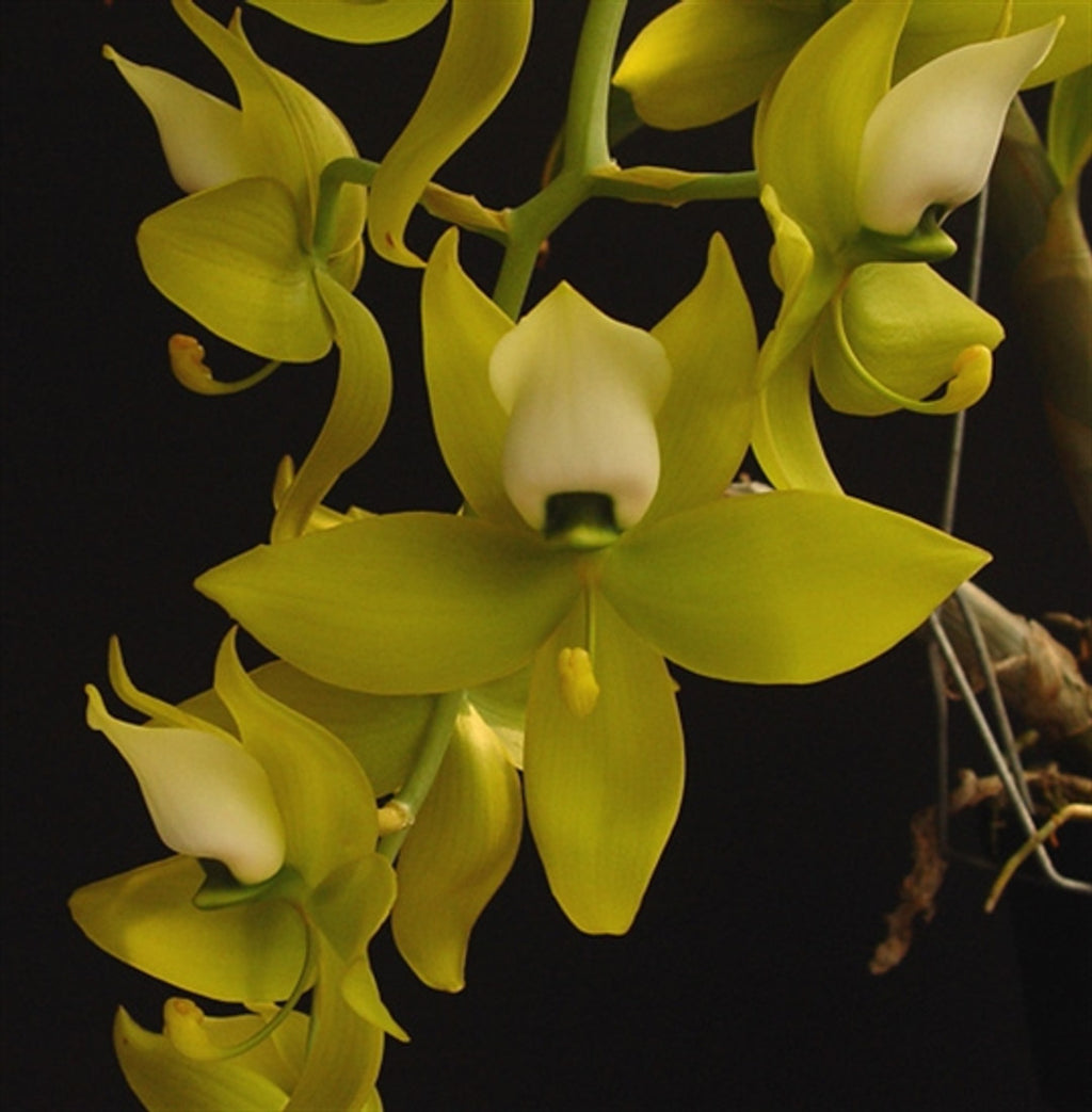 Cycnoches warszewiczii (Fragrant Species)