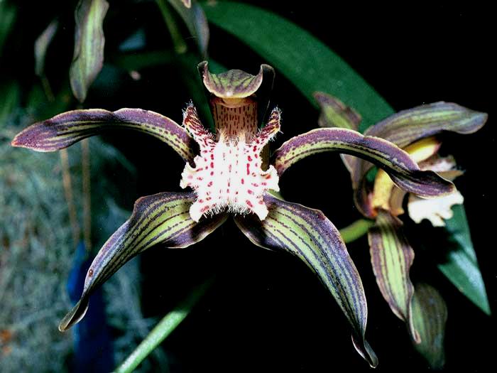 Cymbidium Tracyanum 'Eiffel Tower' x Cym. Death Wish 'Tiger Woods' Main image
