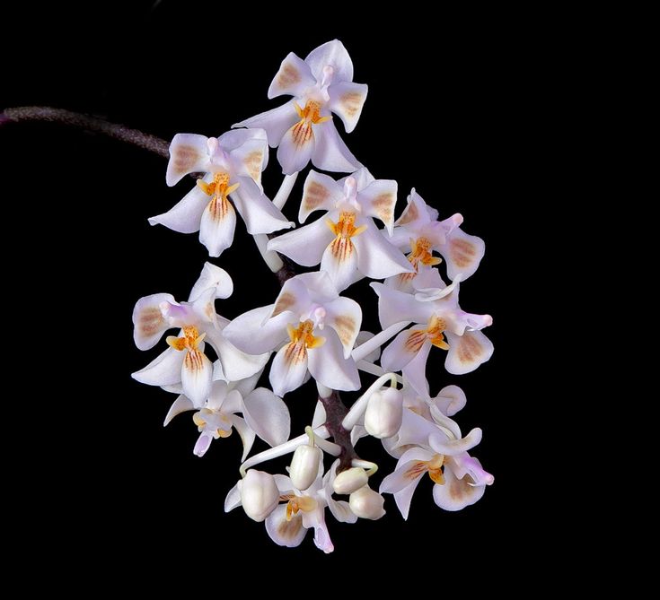 Phalaenopsis celebensis (Species - Mottled Foilage) Main image