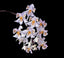 Phalaenopsis celebensis (Species - Mottled Foilage)