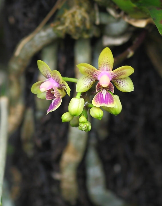 Phal. deliciosa var. hookeriana (Mini Species)