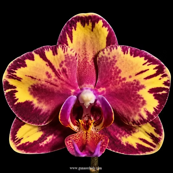 Phalaenopsis Chian Xen Phoenix Main image