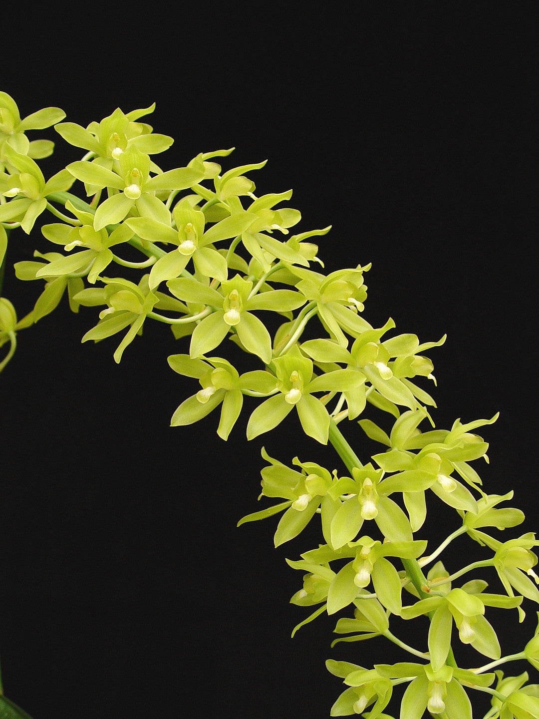 Grammatophyllum scriptum var. citrinum Main image
