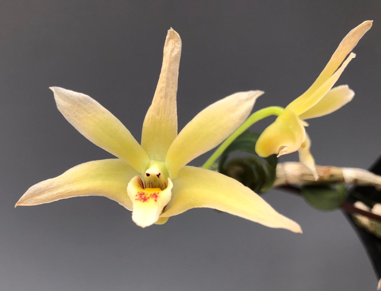Dendrobium officinale (IN BUDS NOW) Main image