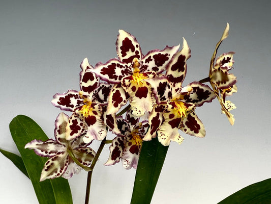 Oncostele Tan Treasures 'Lavender Picotee' (In flower spike)