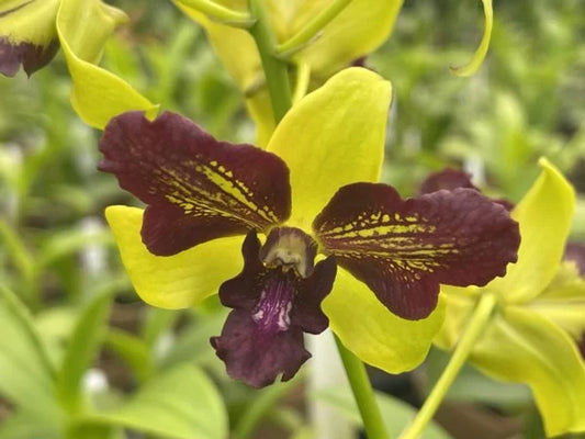 Dendrobium Thongchai Gold 'Viroj'