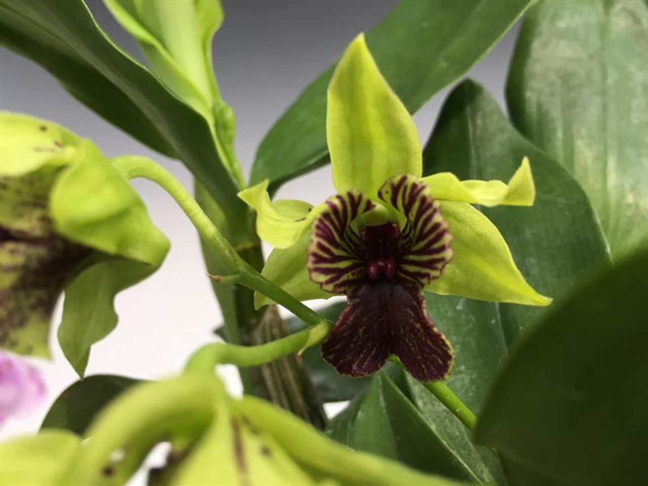 Dendrobium Andree Millar (Den. atroviolaceum x Den. convolutum)